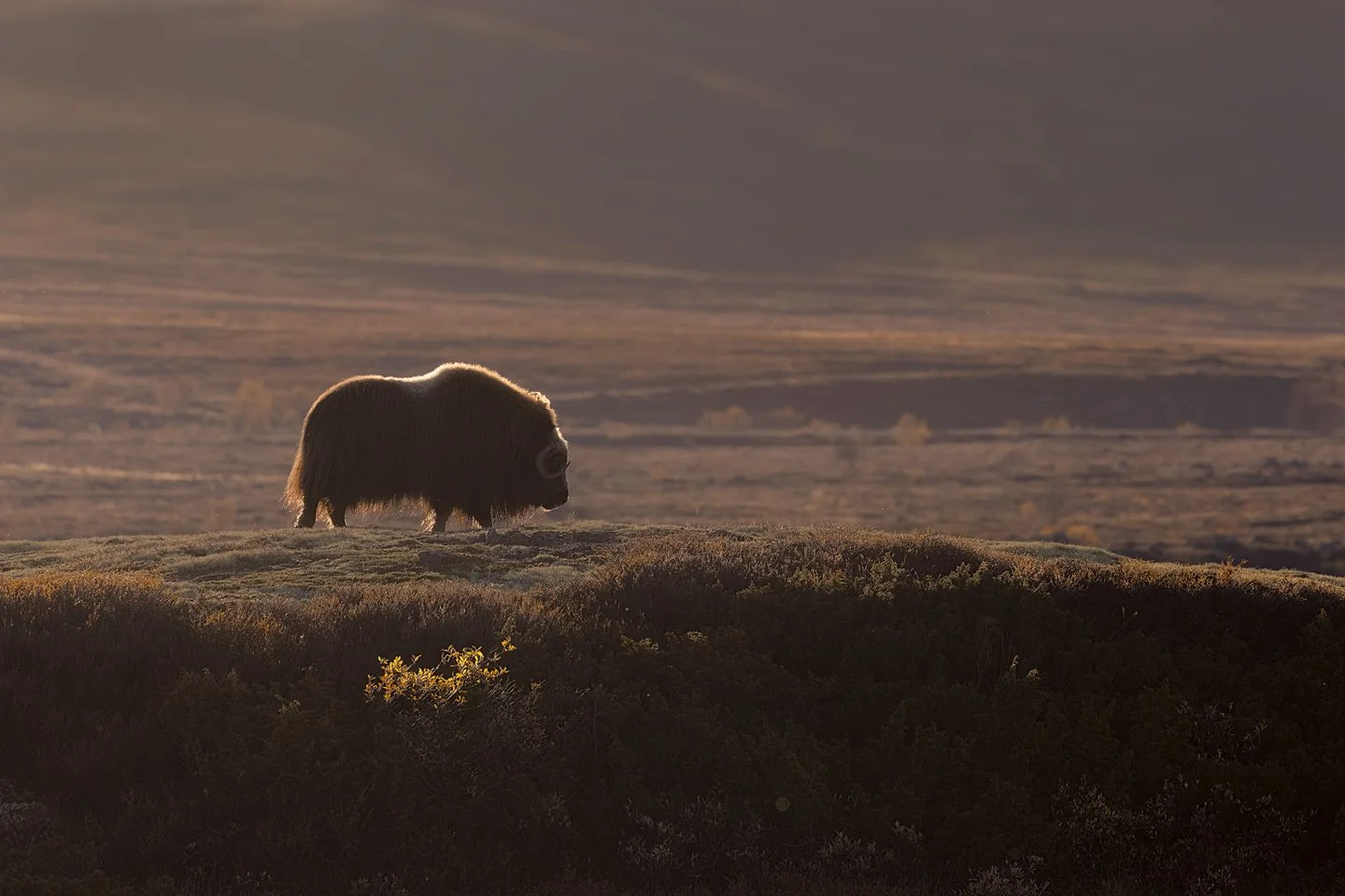 Musk Ox (Ovibos moschatus)