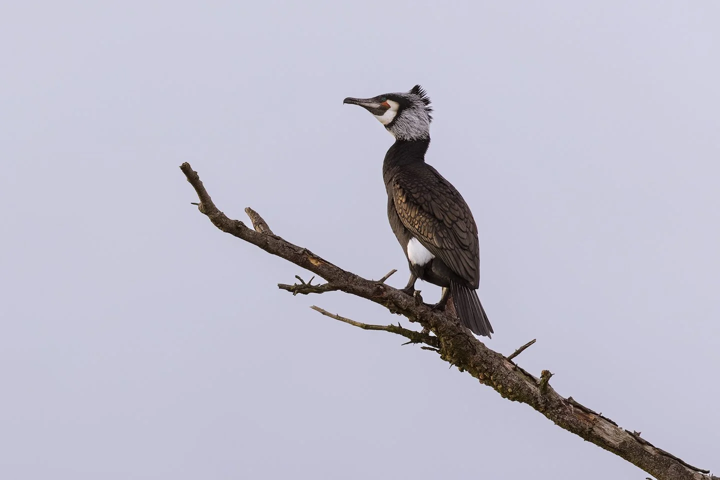 Great cormorant (Phalacrocorax carbo)