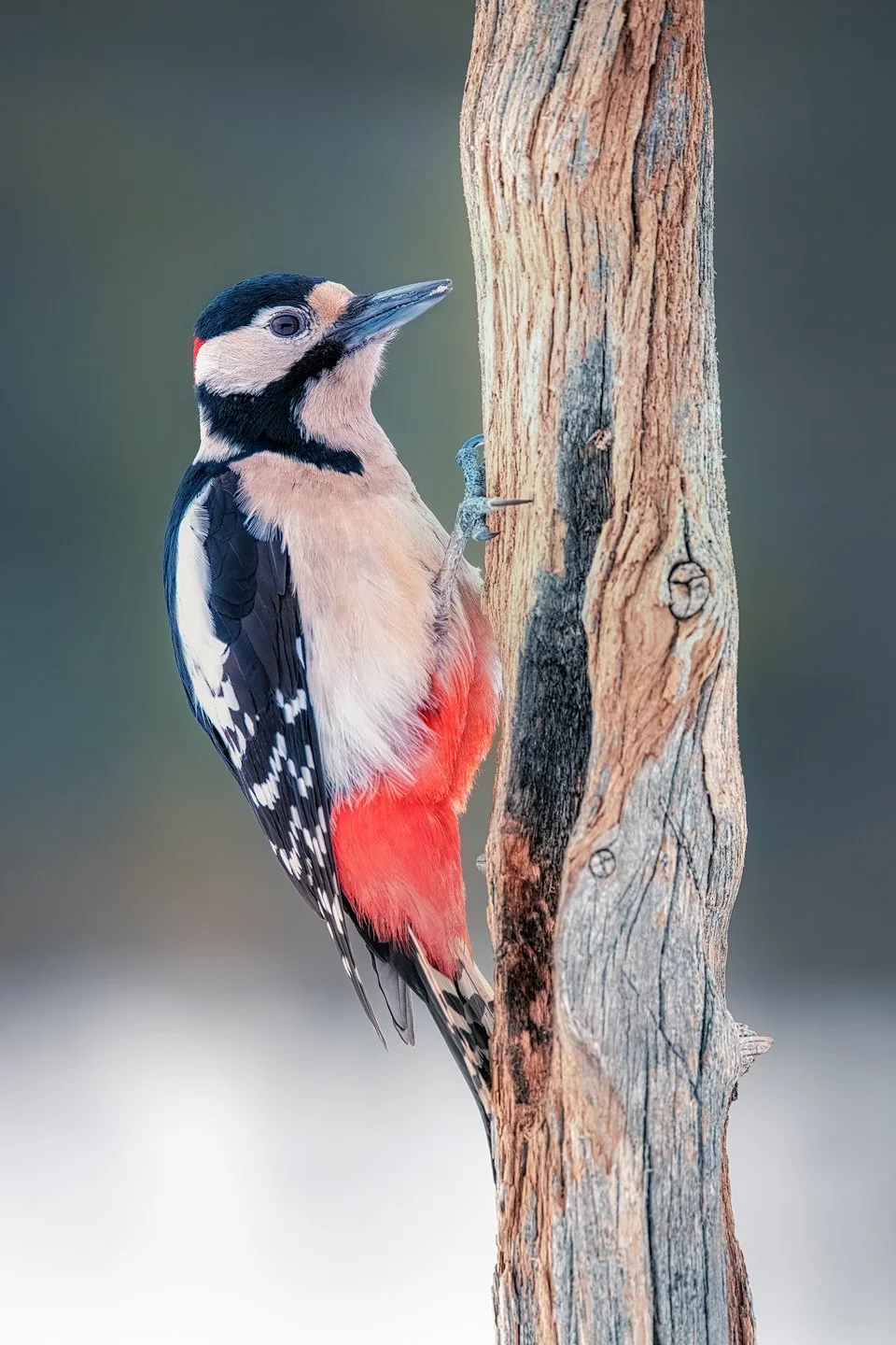 Great Spotted Woodpecker (Dendrocopos major)