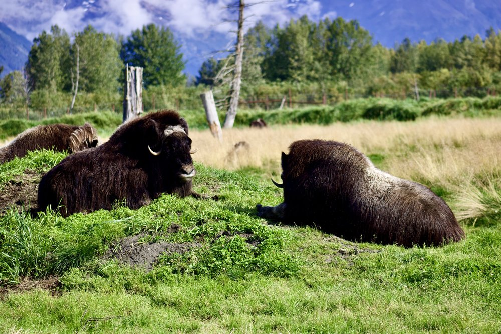 Muskox
