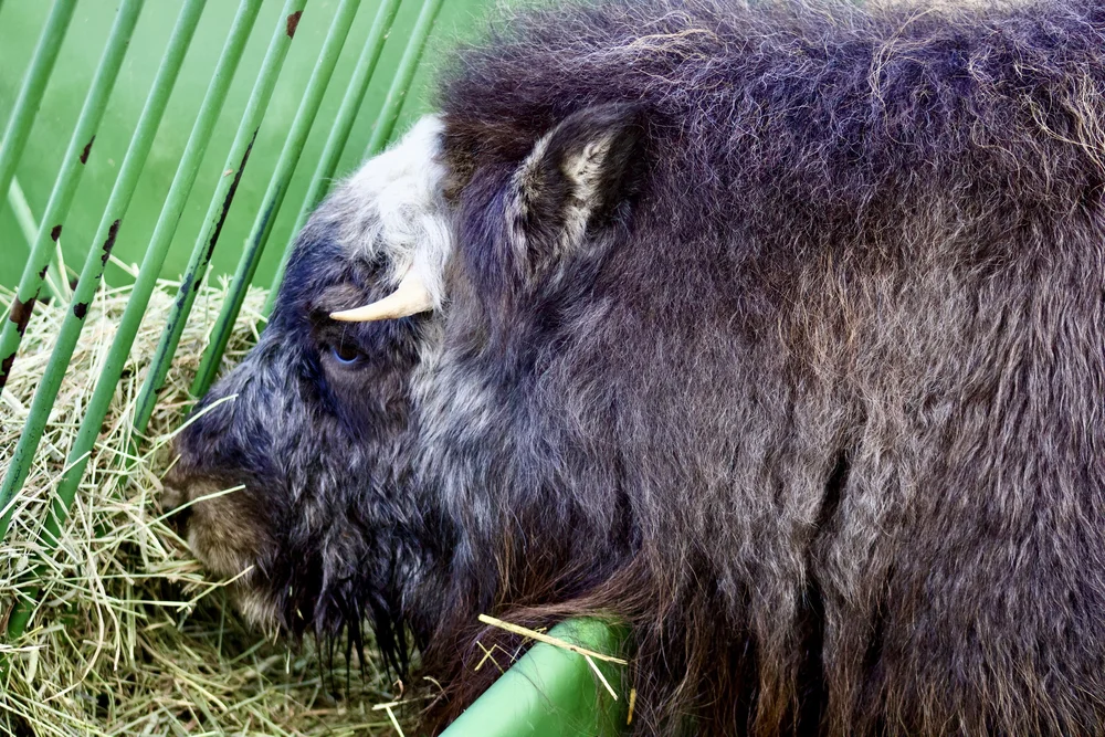Muskox
