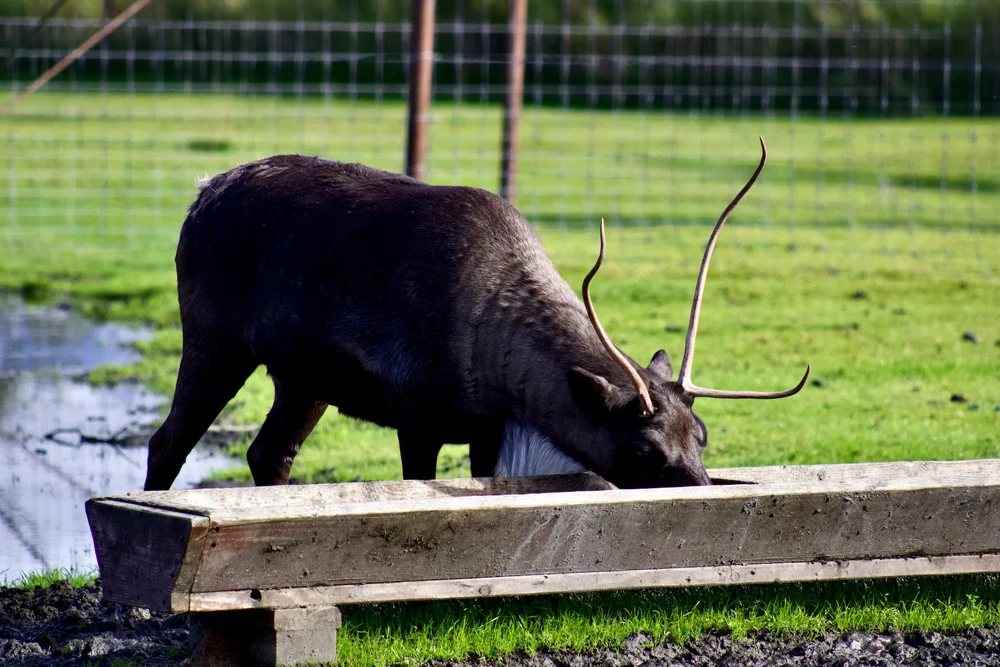 Reindeer