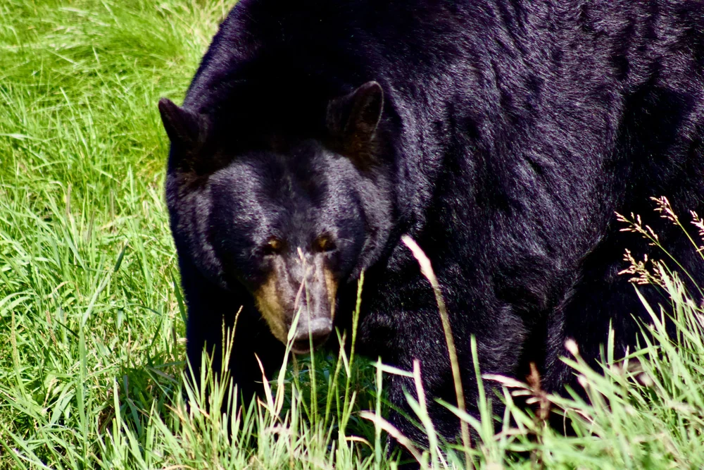 Black Bear