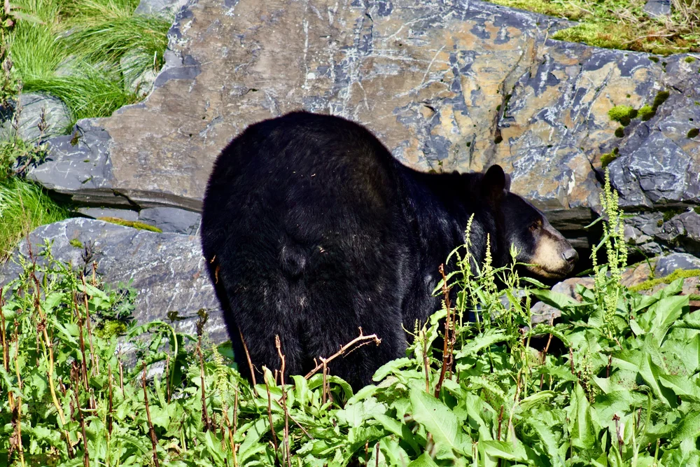 Black Bear