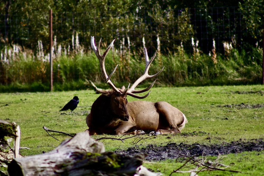 Elk
