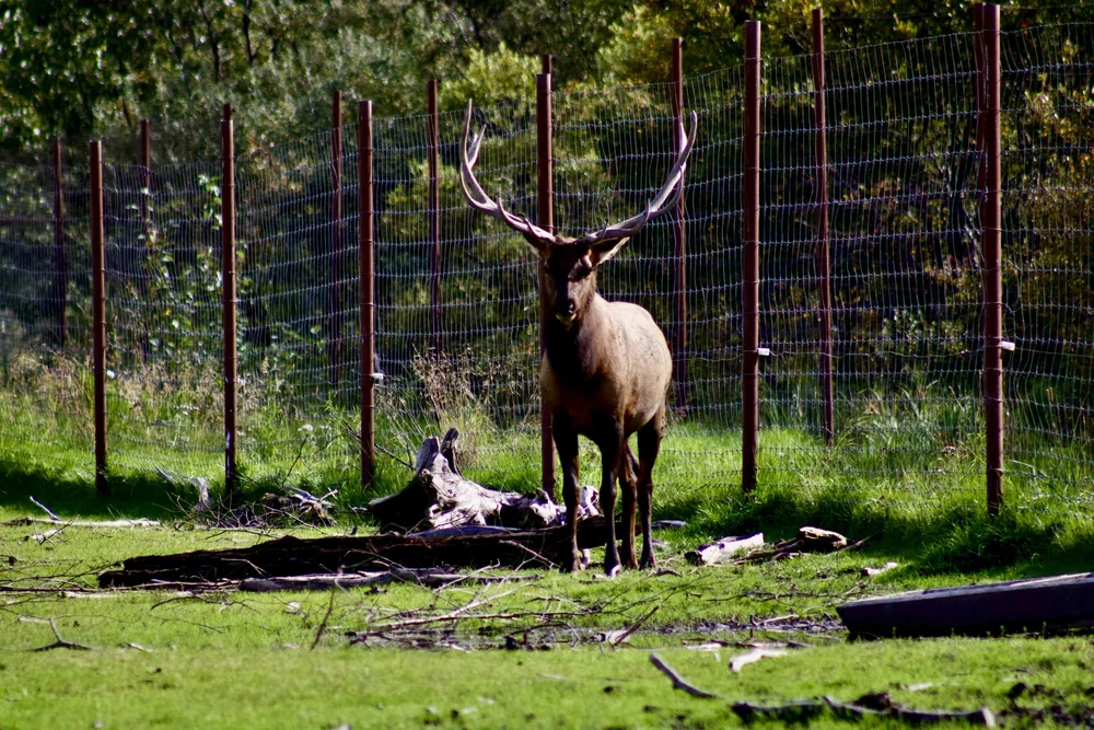 Elk