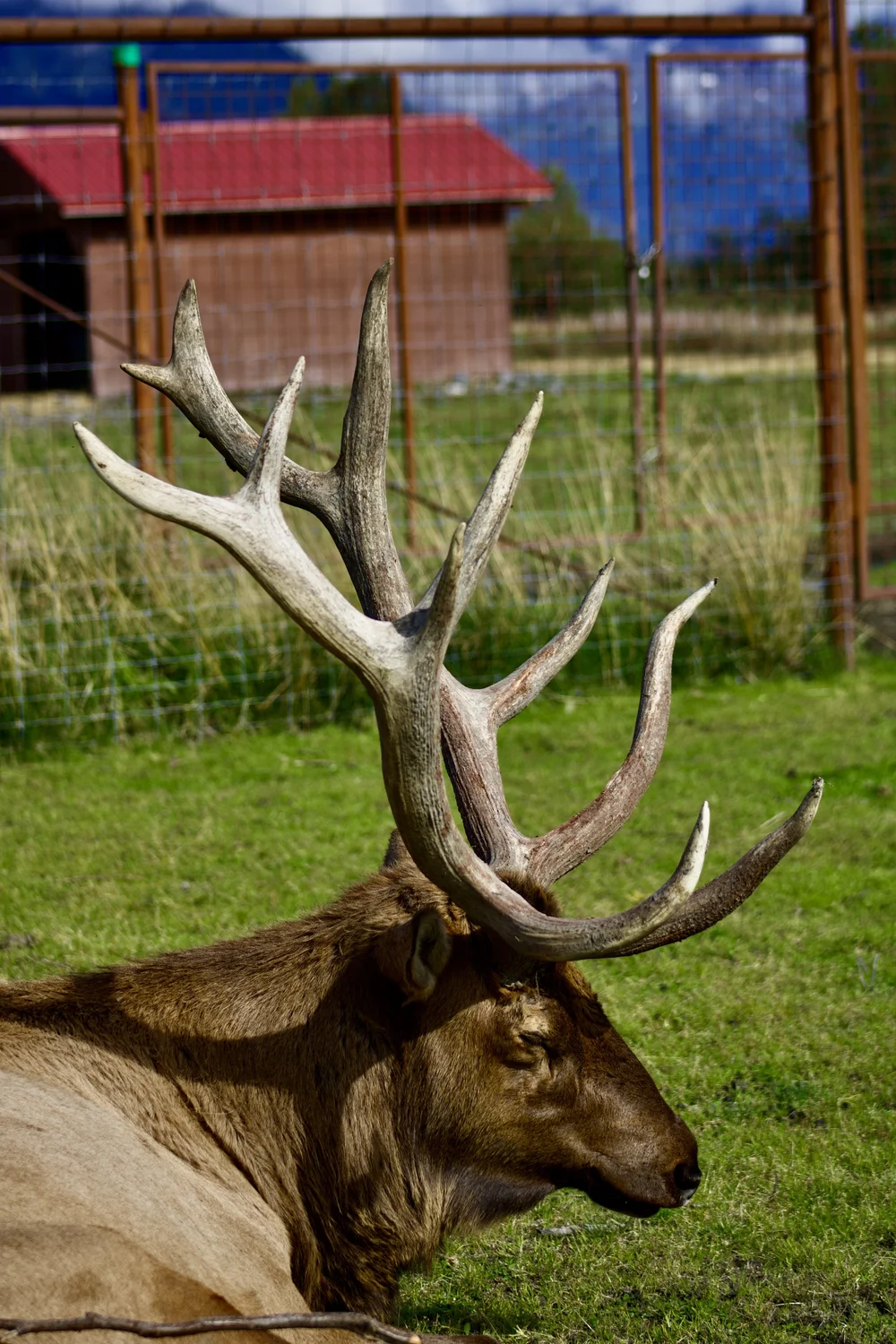 Elk