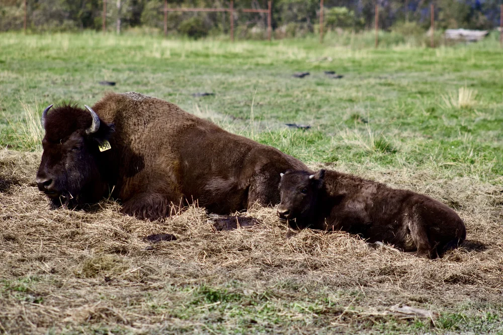 Wood Bison