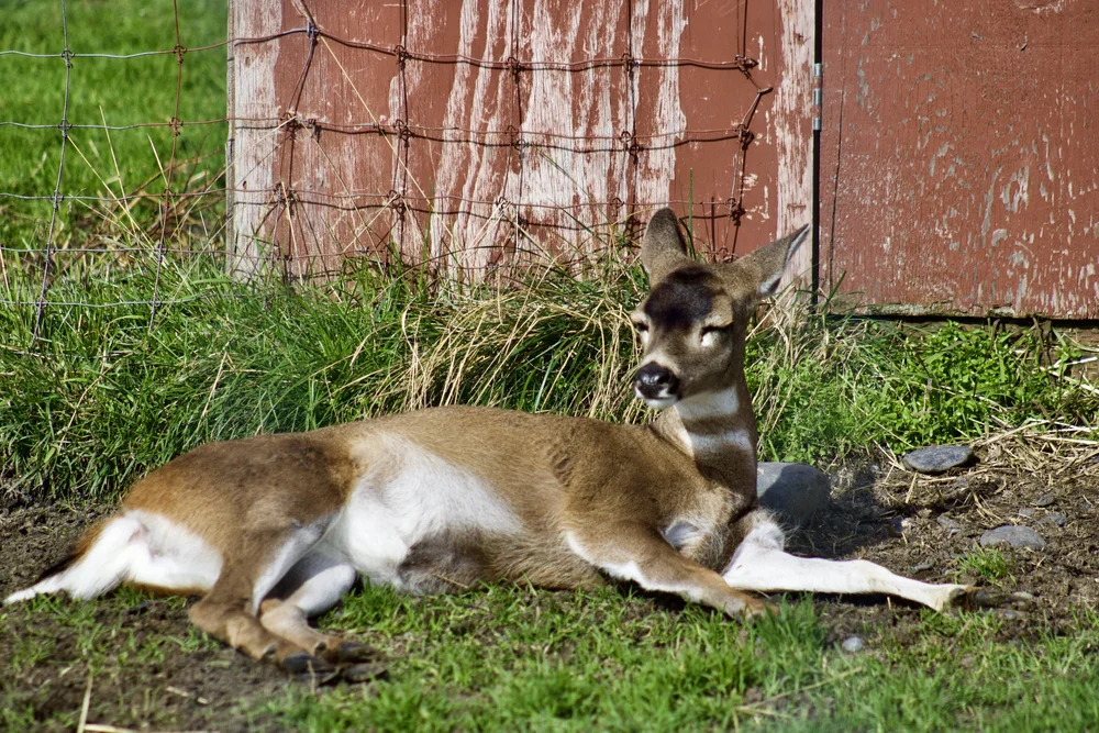 Sitka Blacktail Deer
