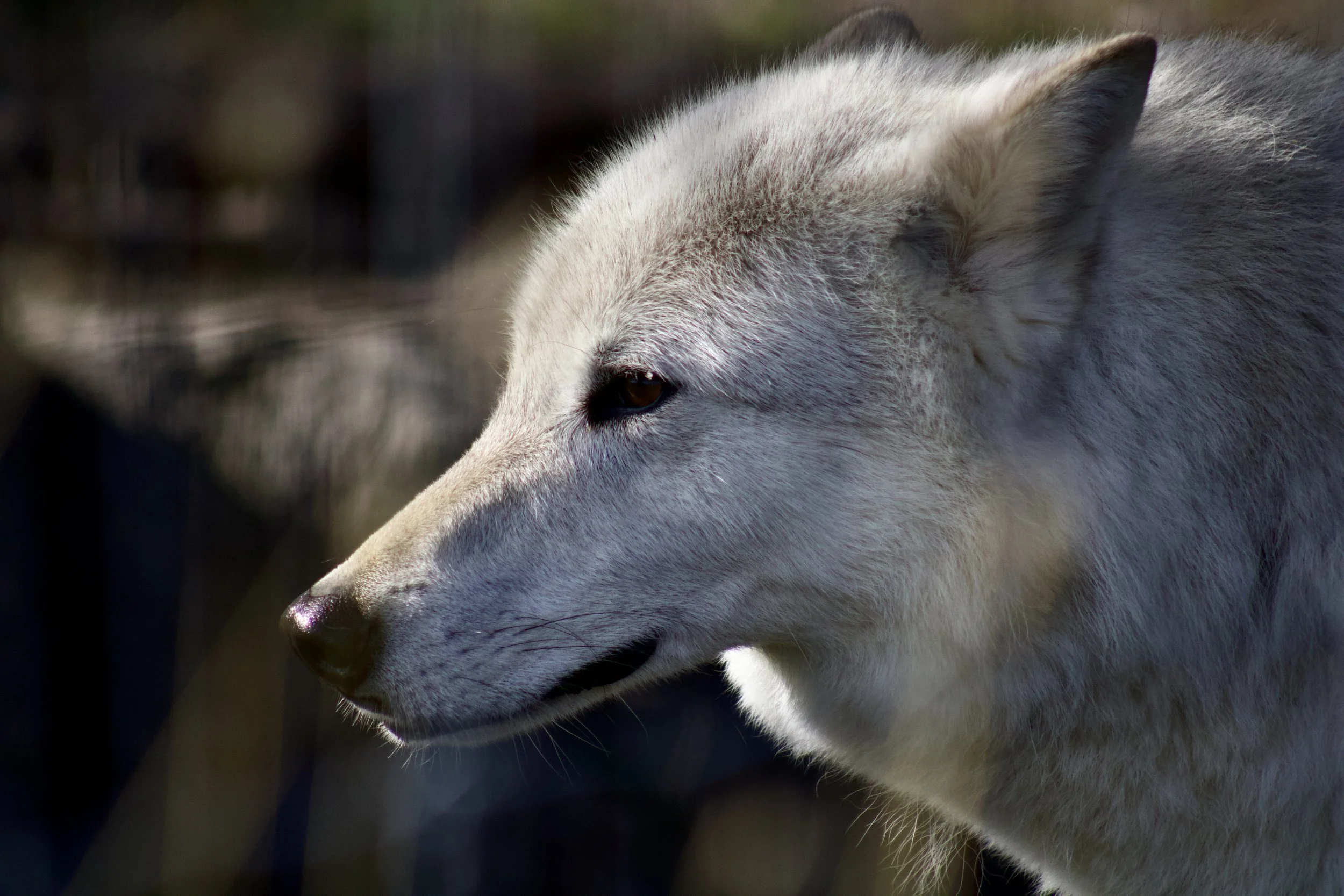 White wolf with grey lowlights. Close up of face. Brown eyes.