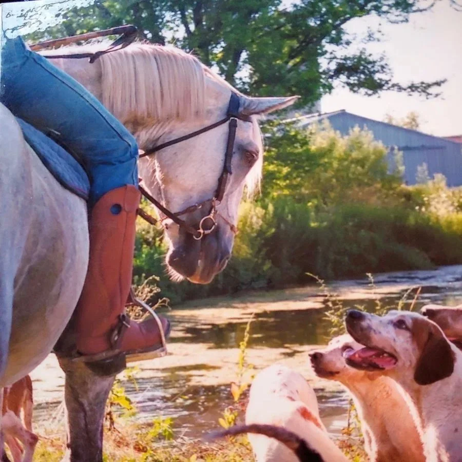 A large white horse with a rider in blue jeans and a brown saddle stands by a riverbend, as several dogs with white and brown fur look up at it, with trees and a building in the background.