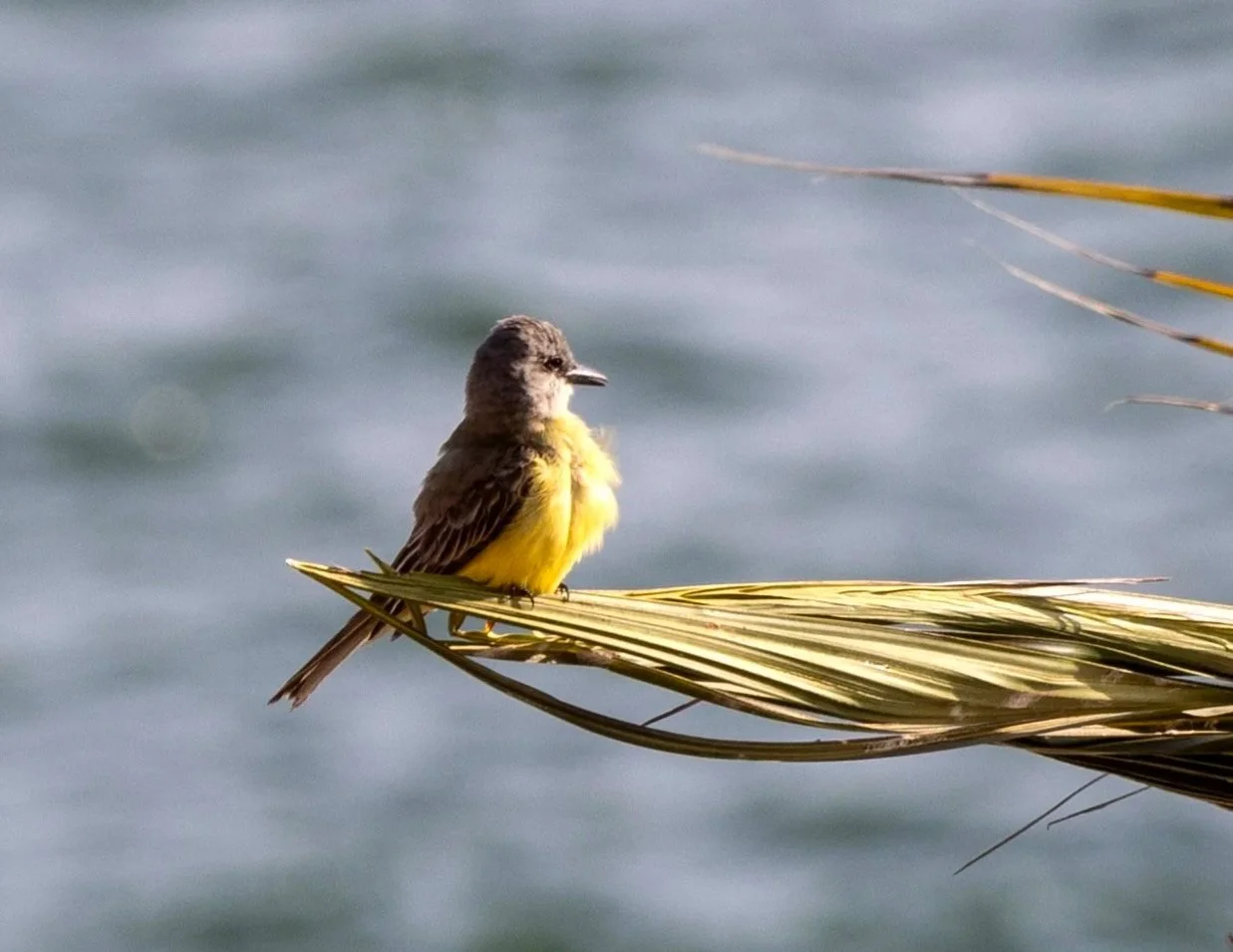 yellow+bird.jpg