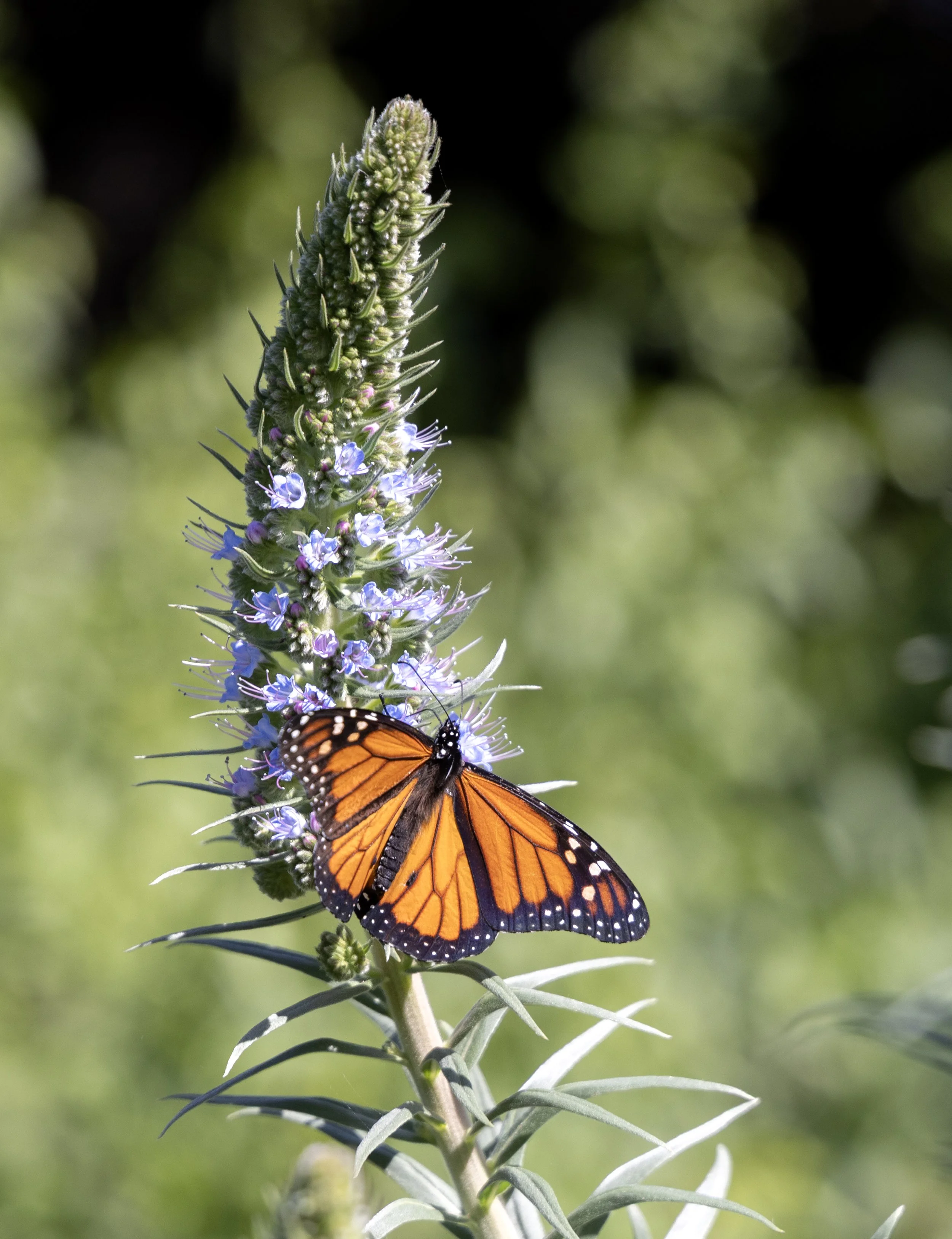 Monarch Butterfly.jpg