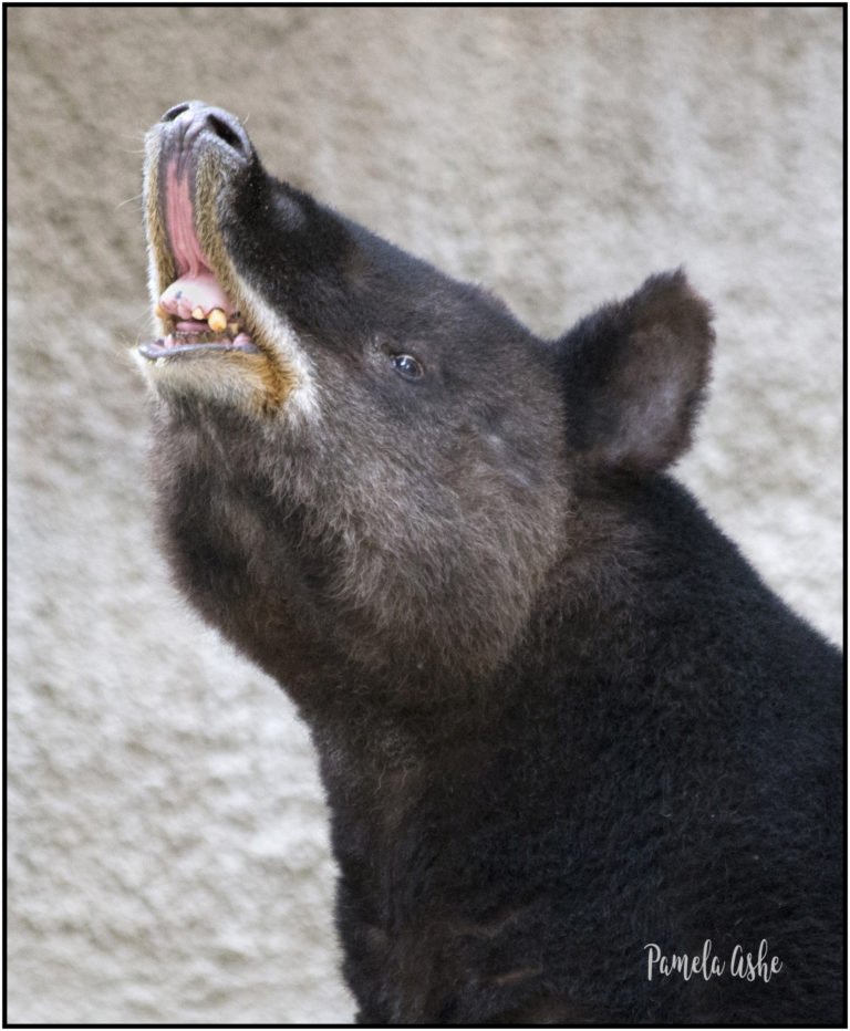 Tapir-768x932.jpg