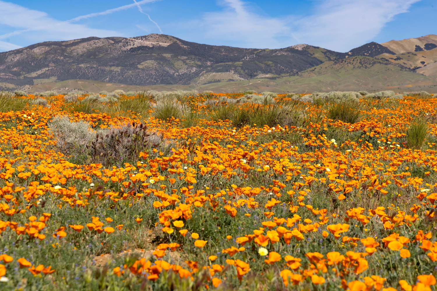 Antelope Valley Poppies