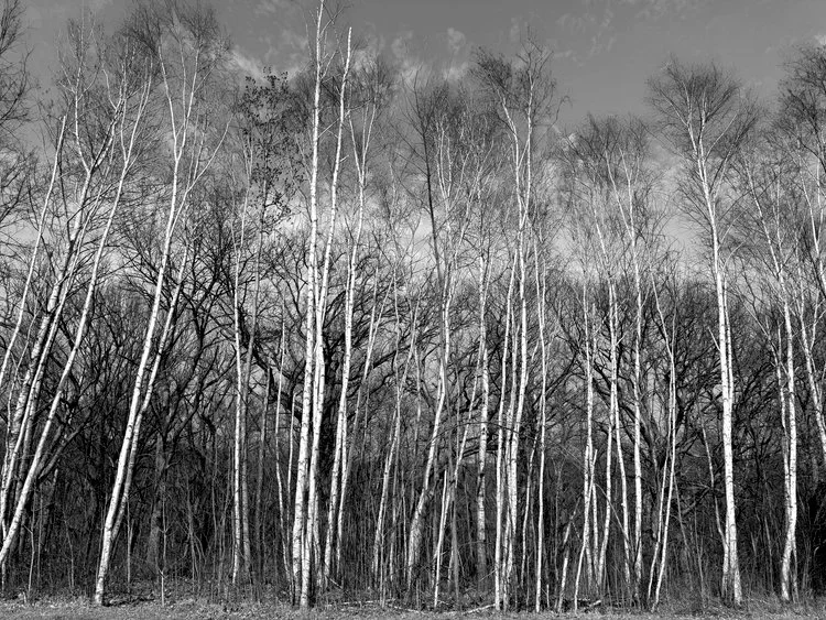 IMG_0559+copy.jpg