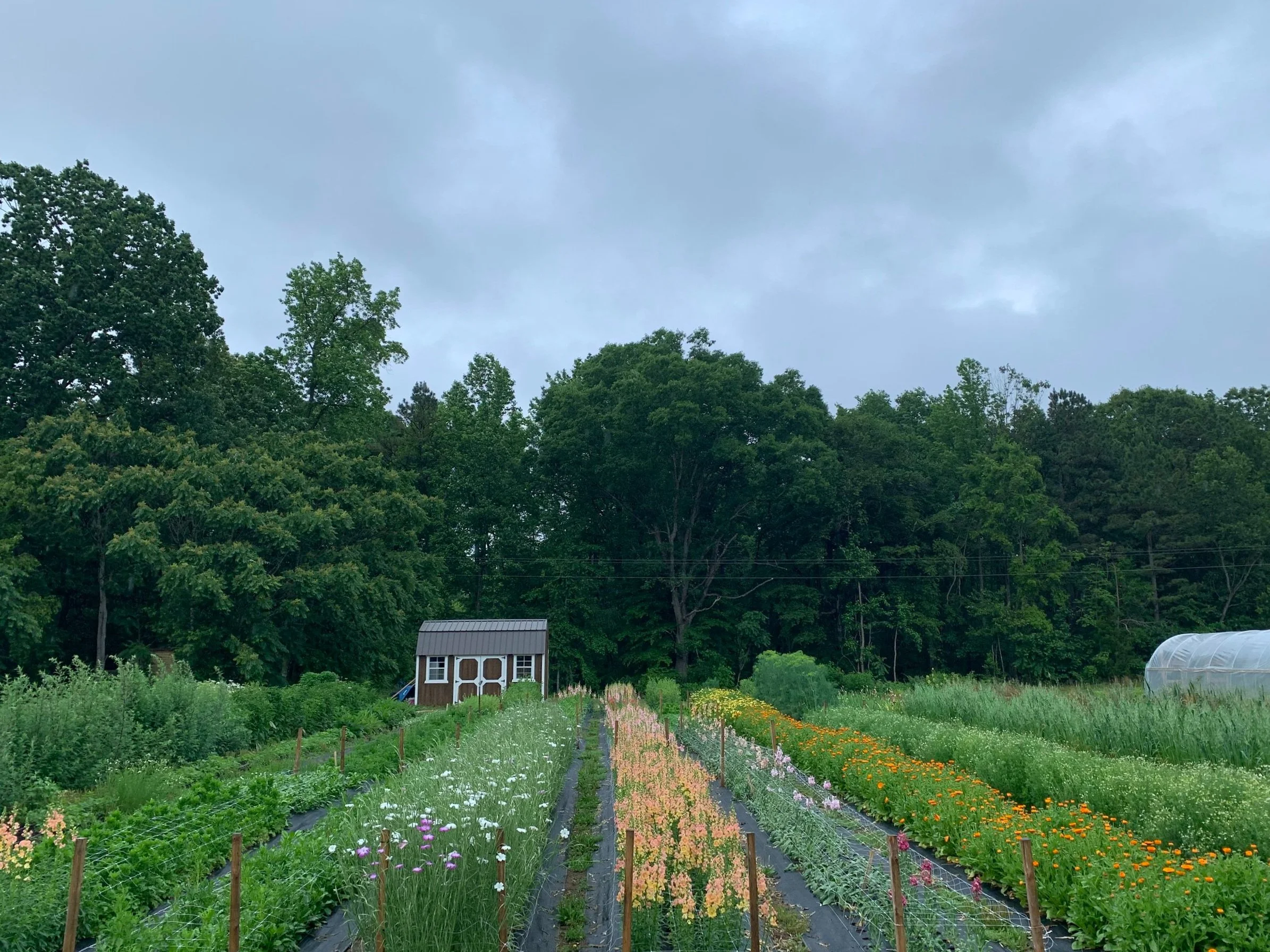 HAZEL WITCH FARM + FLORALS