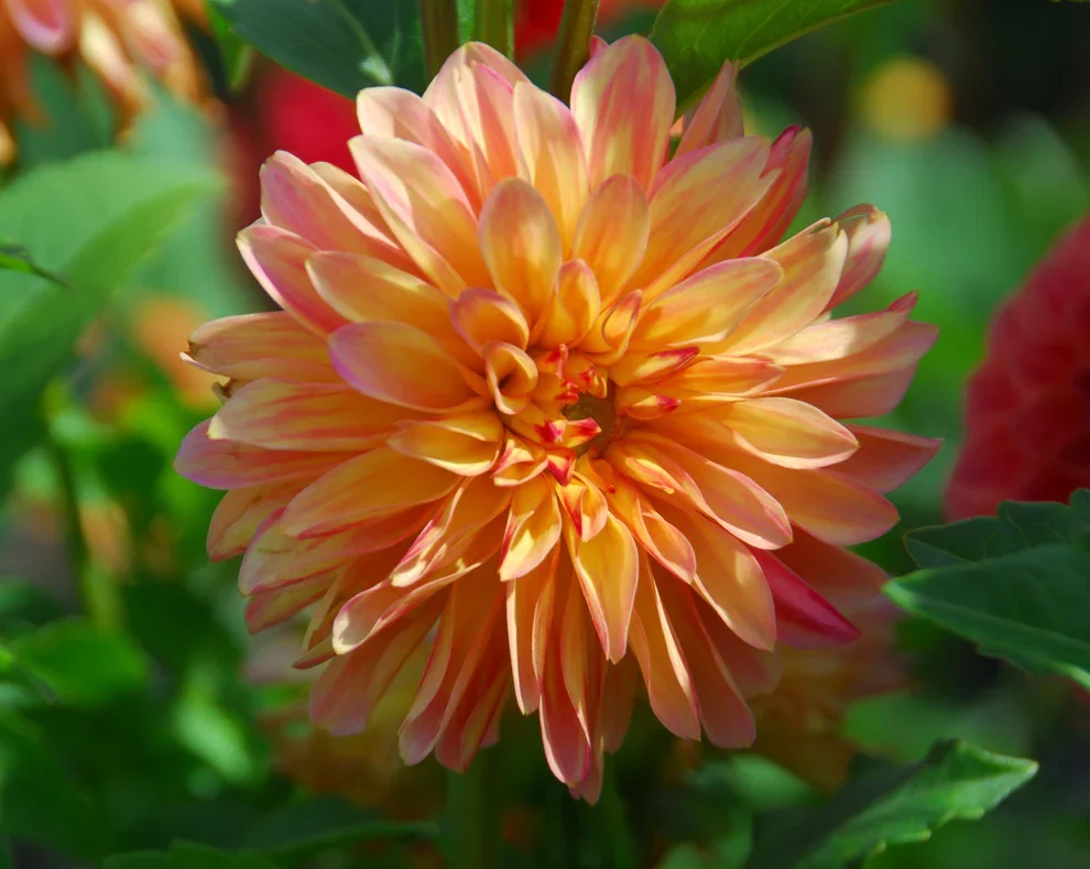 Verrone's Donna Marie.webp