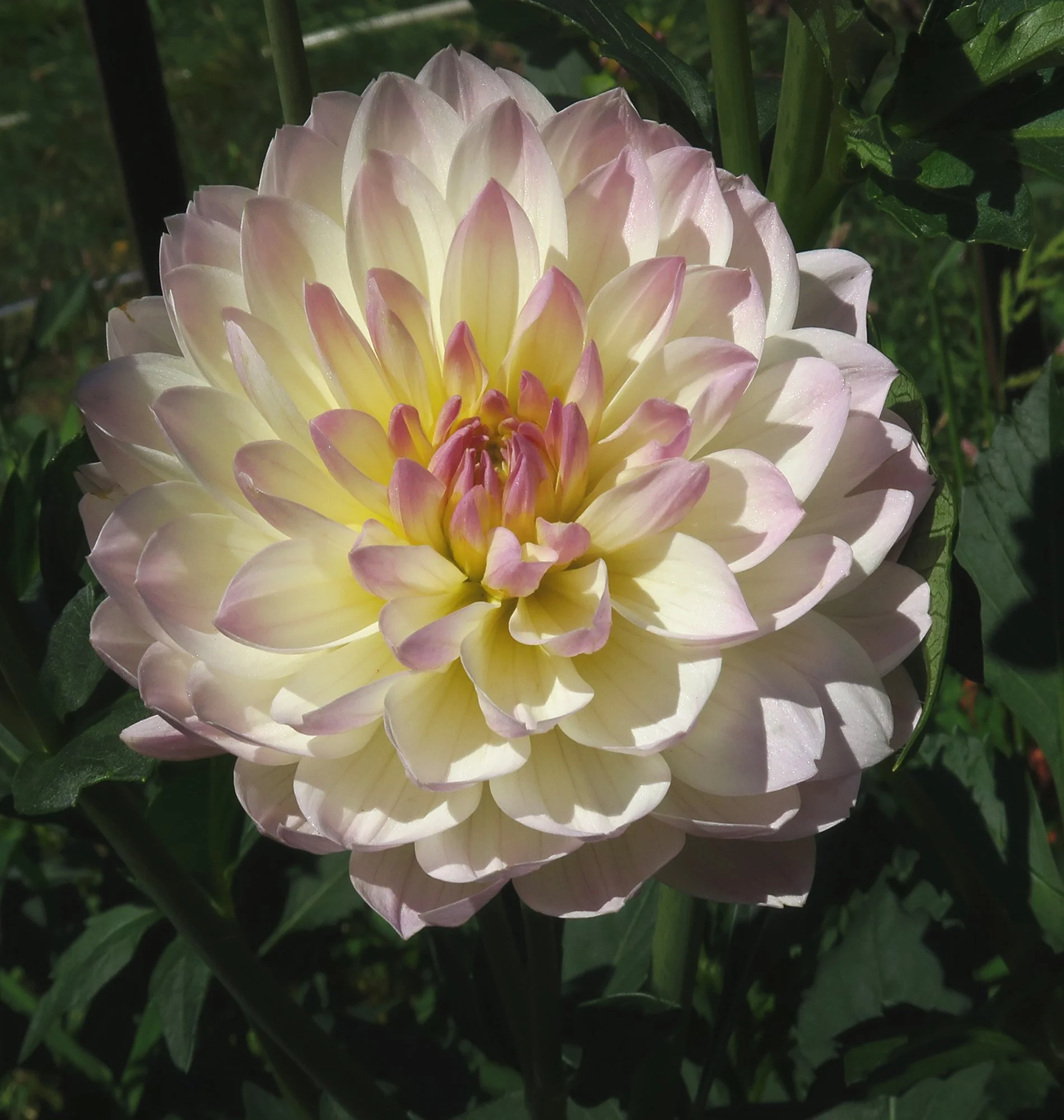 HollyhillLilibet (002).jpg