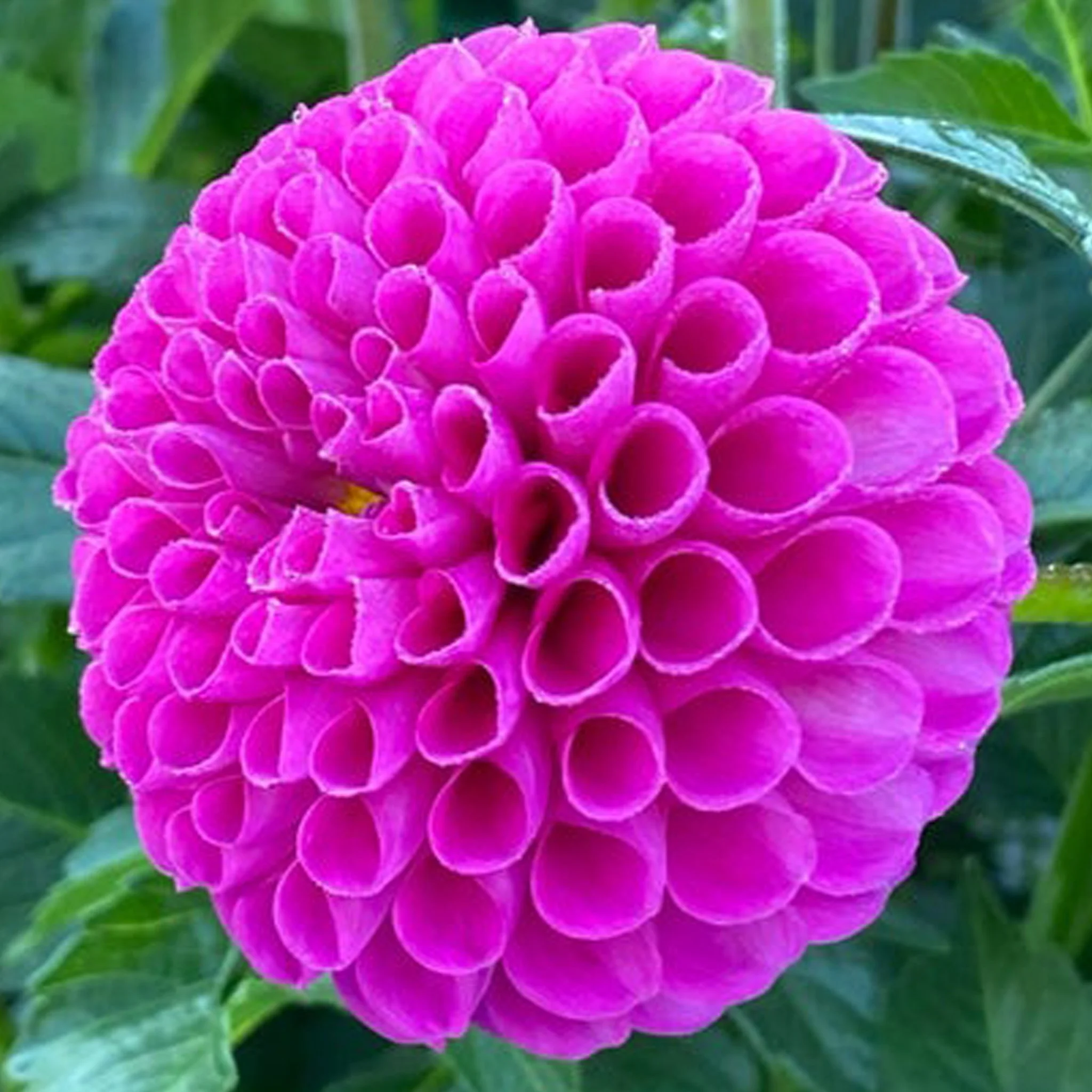 Home Portland Dahlia Society Home portland dahlia society