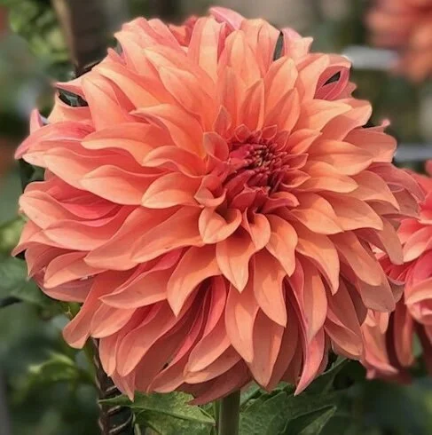 2026 Photo Contest Rules