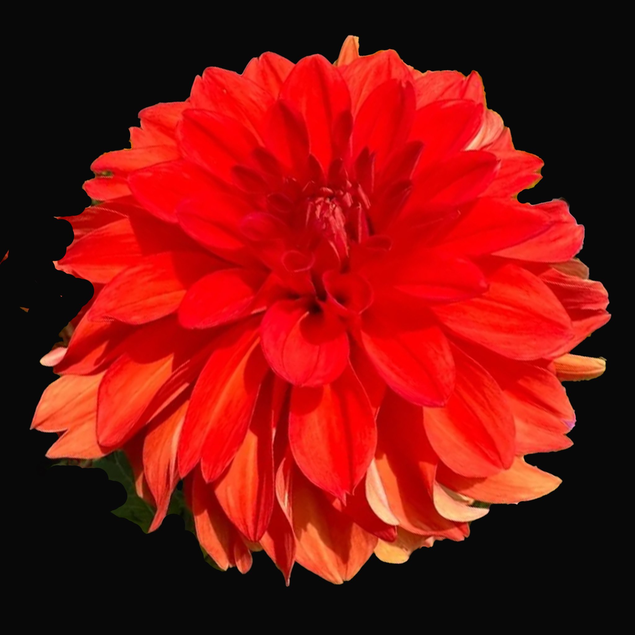 SwansOlympicFlame .jpg