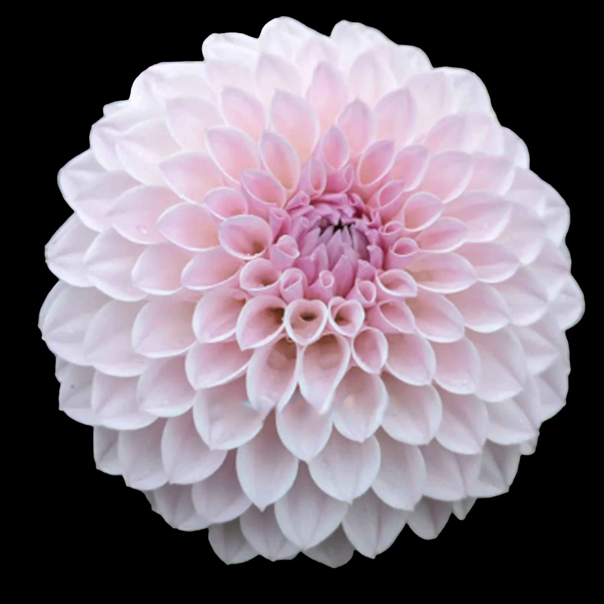 Bloomquist ToryP .jpg