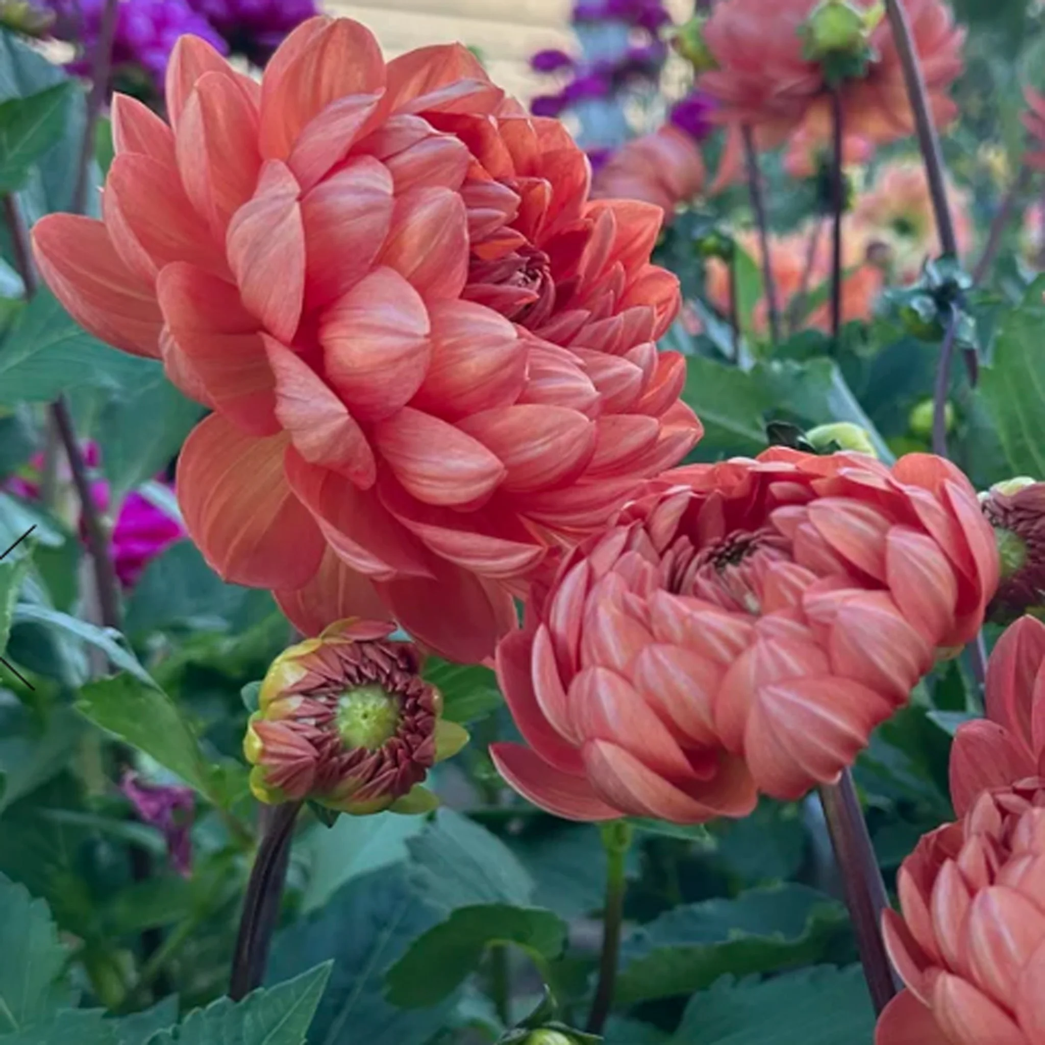 Hollyhill Sophia Two.jpg