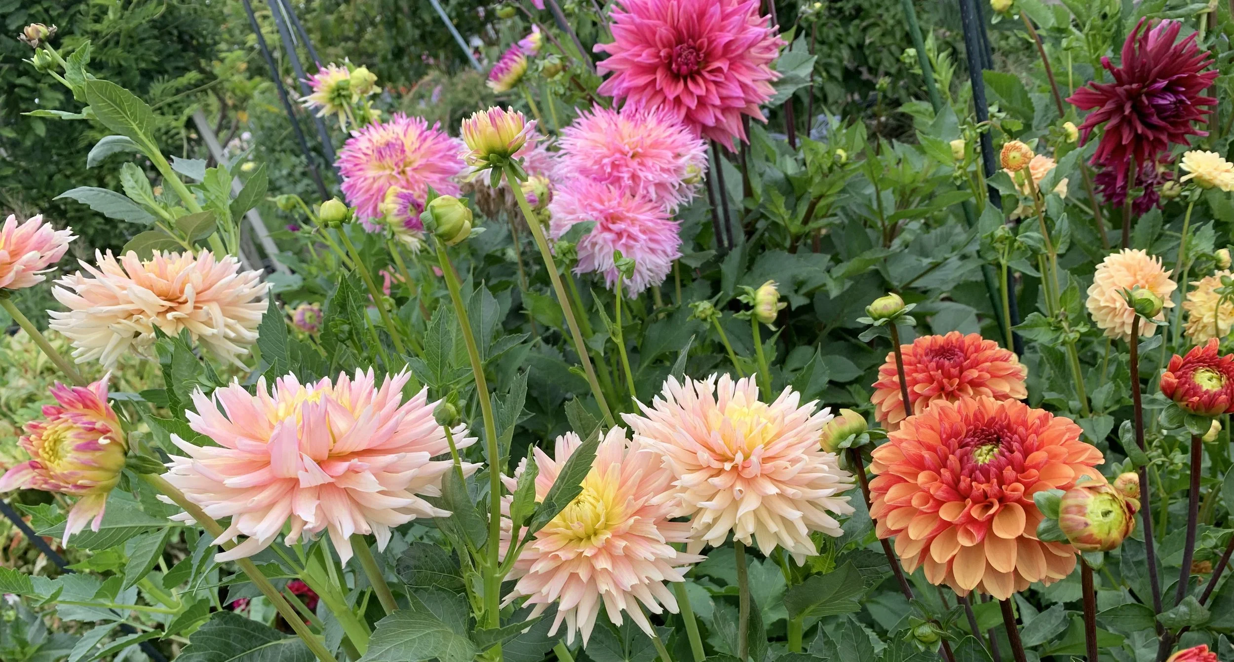 Home โ Portland Dahlia Society