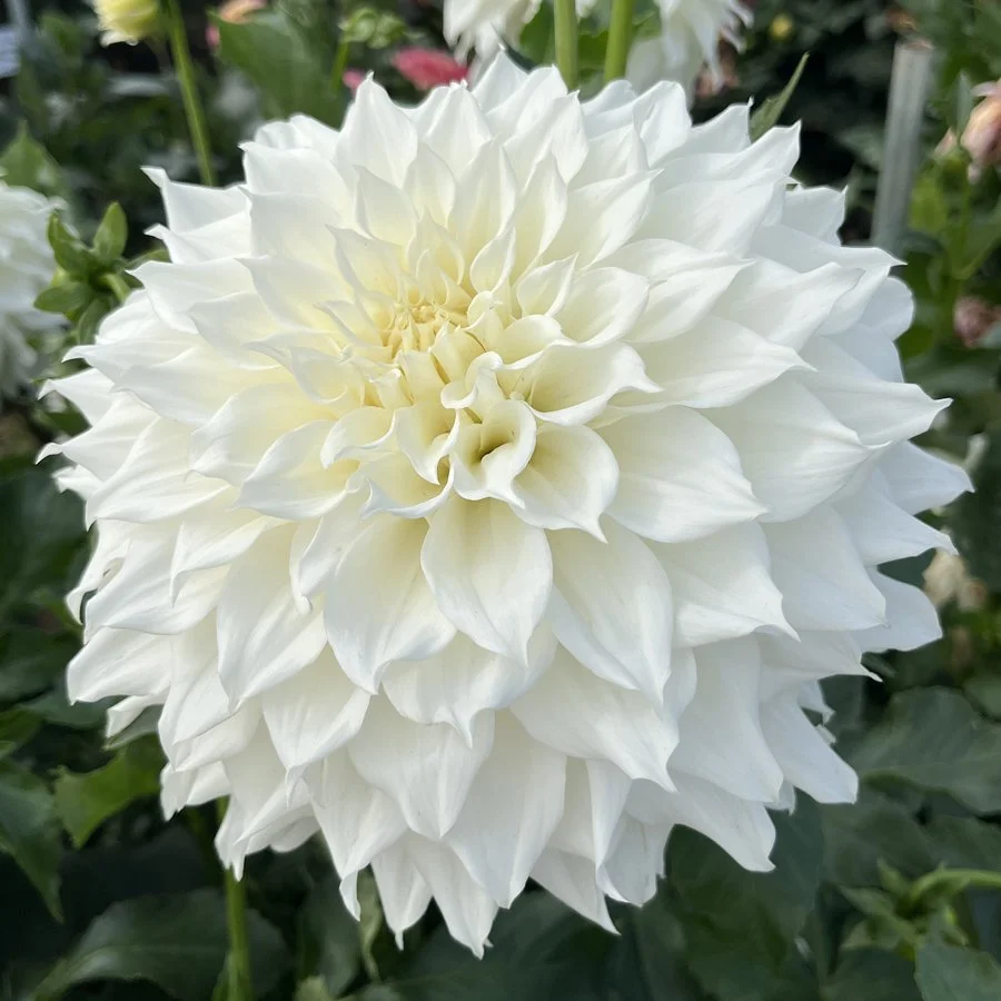 TG-05 OldPro Nova (002).jpg