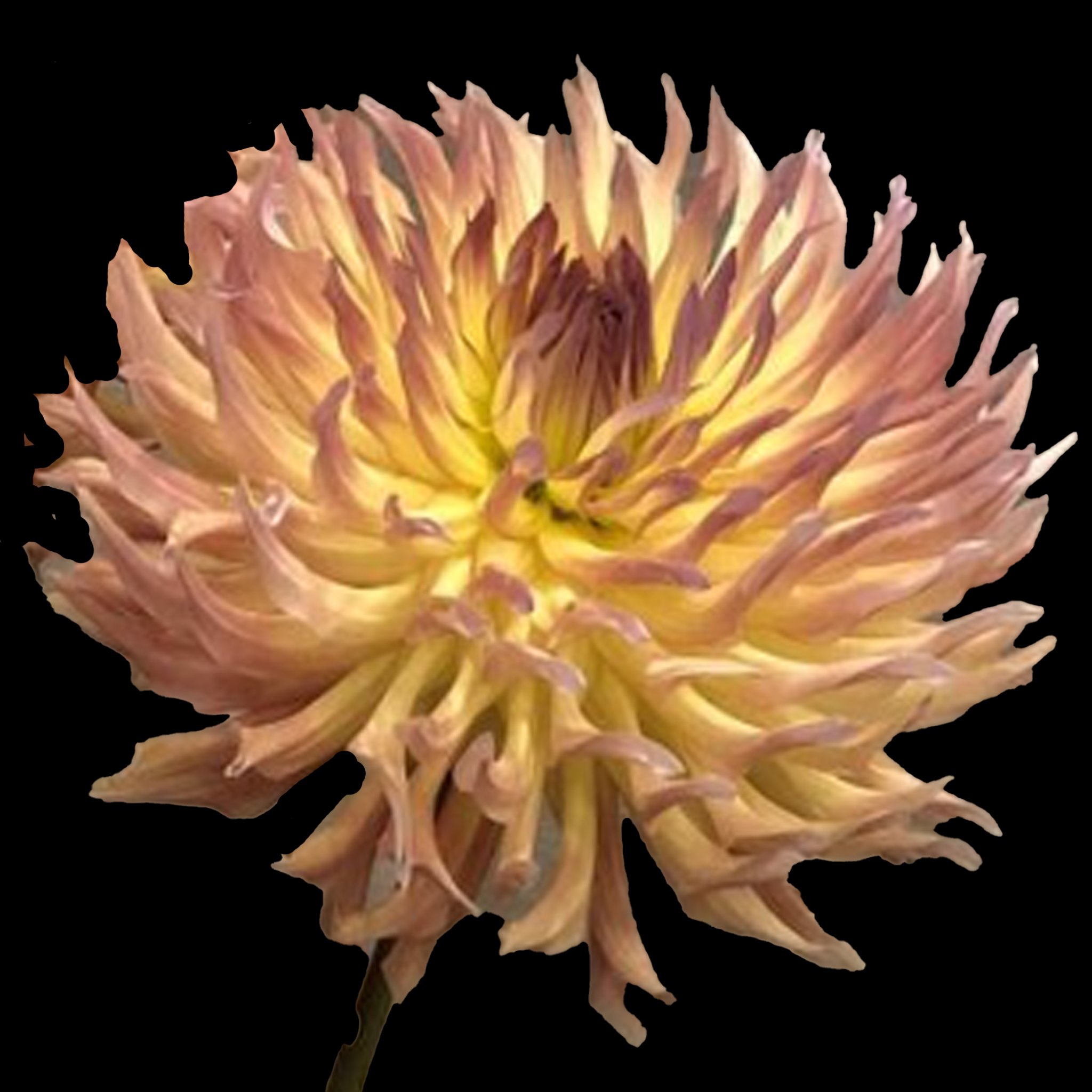 Allens Battle Angel .jpg