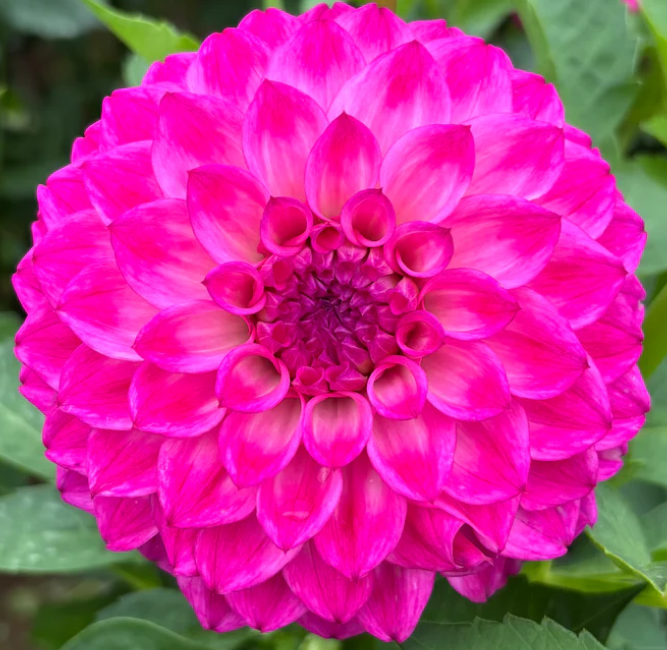 Schlomo's Birthday.png