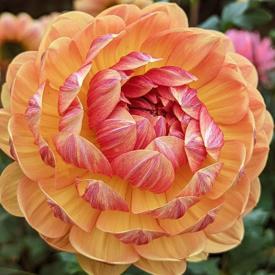 Hollyhill Golden Glow.jpg