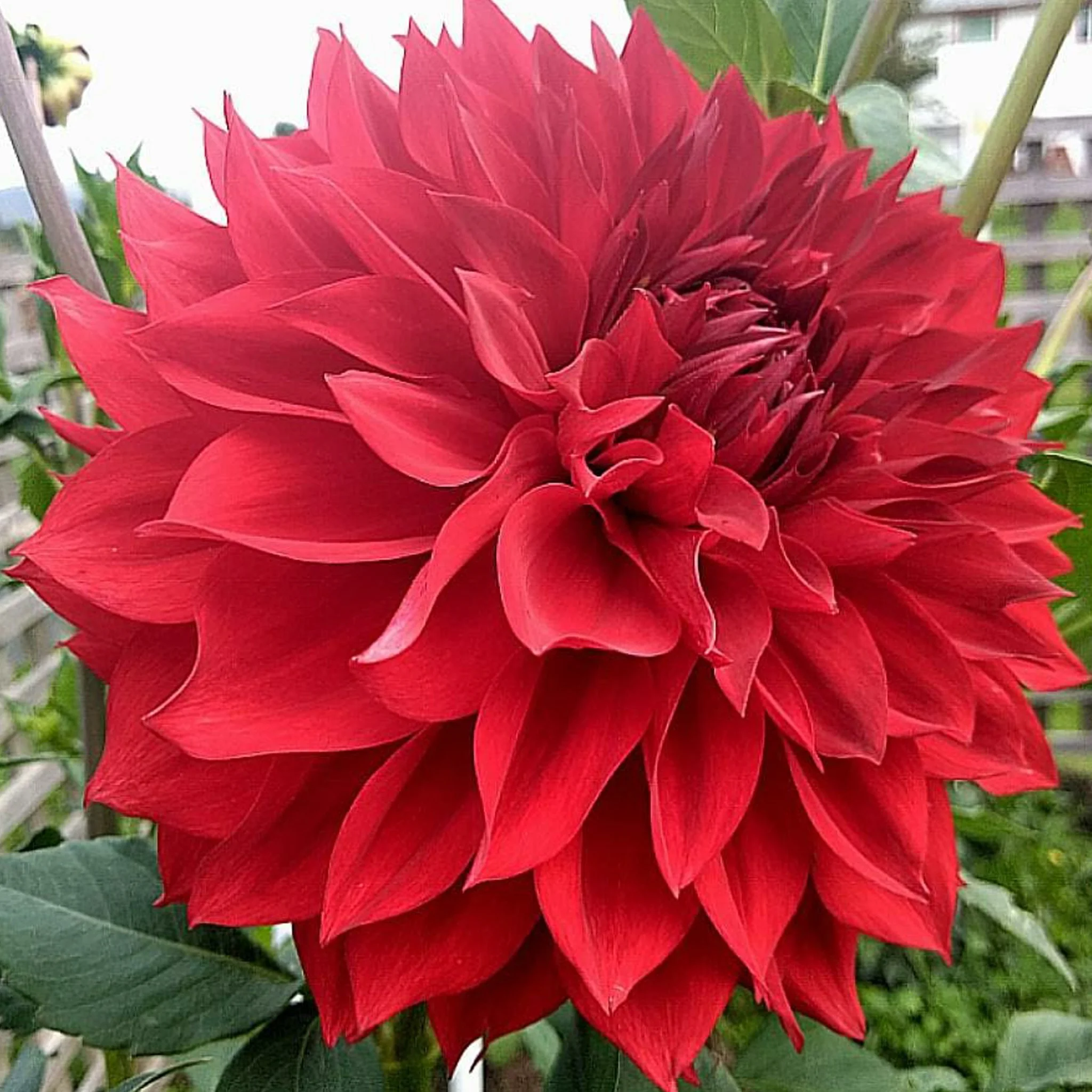 AllensRubyDancer .jpg