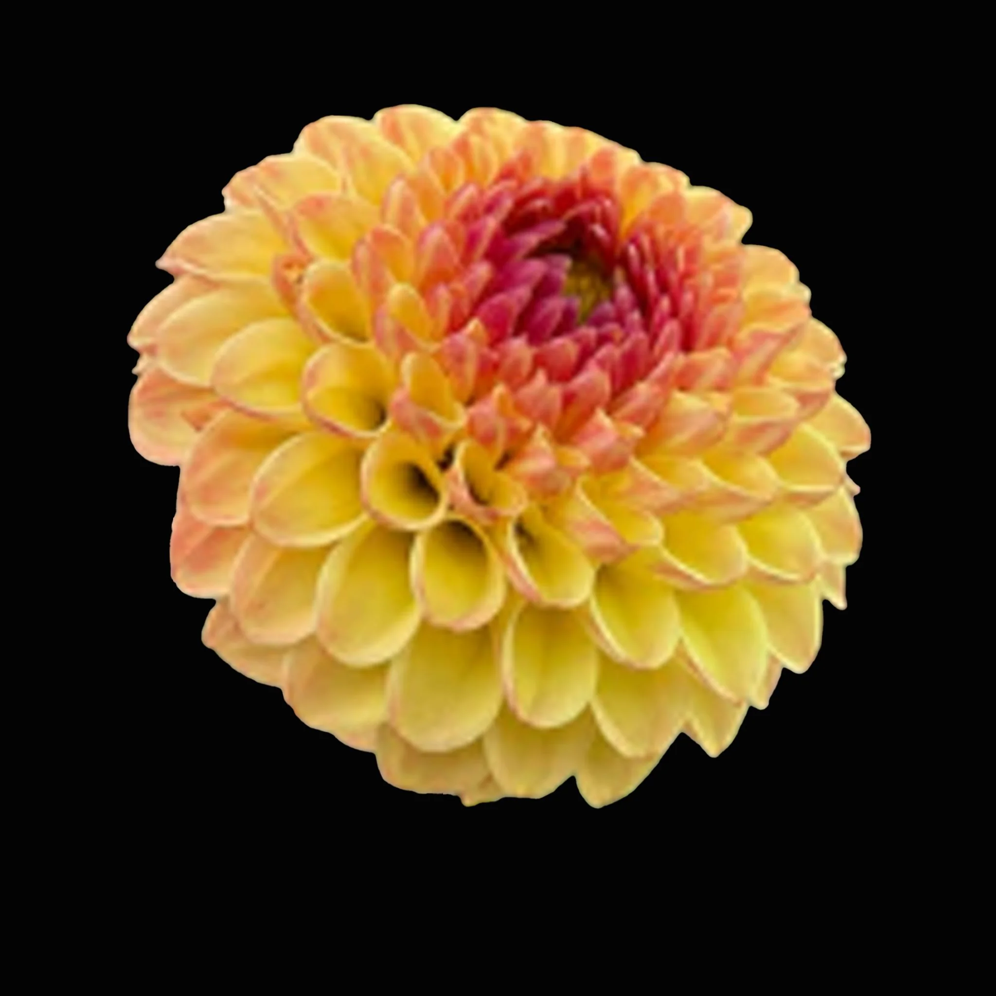 Bloomquist Burning .jpg