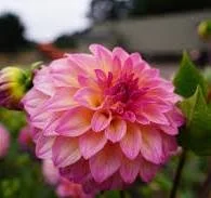 Bloomquist Fredene.jpg