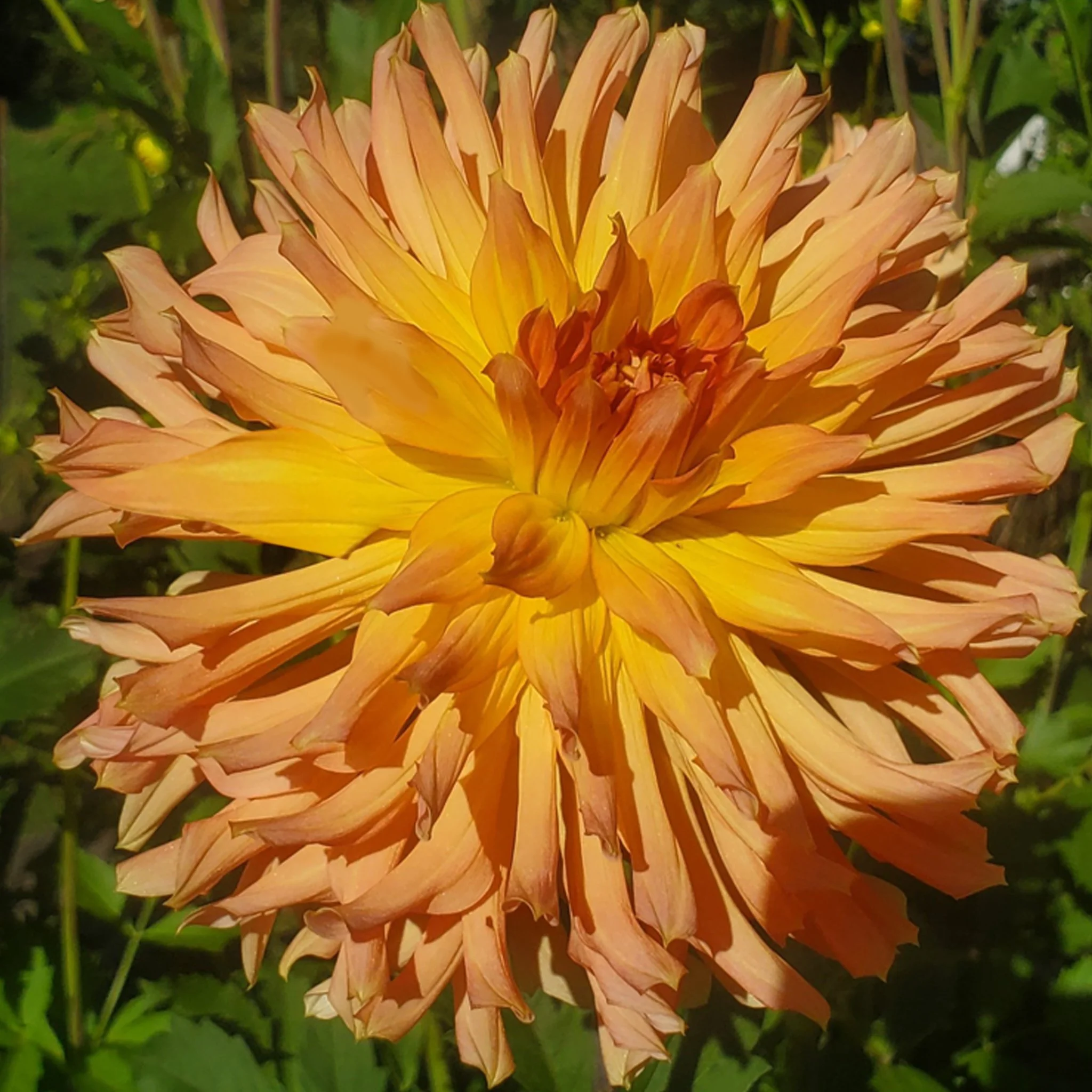 Hollyhill Carefree.jpg