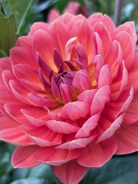 Hollyhill Daydream.jpg