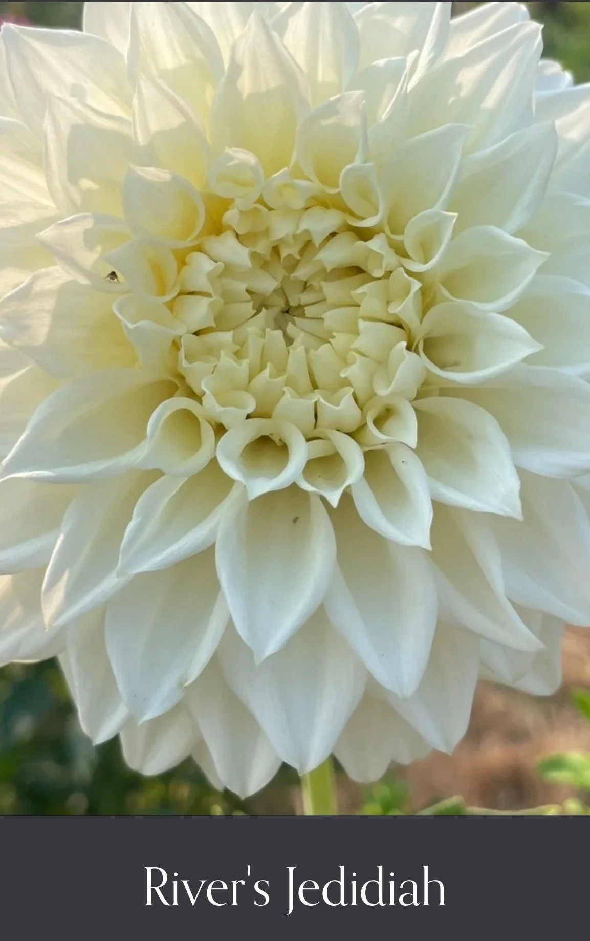 Rivers Jedidiah.JPEG