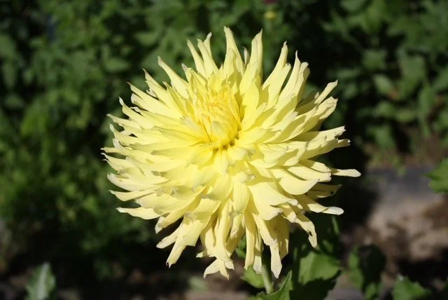 CDP Shinning Light.jpg