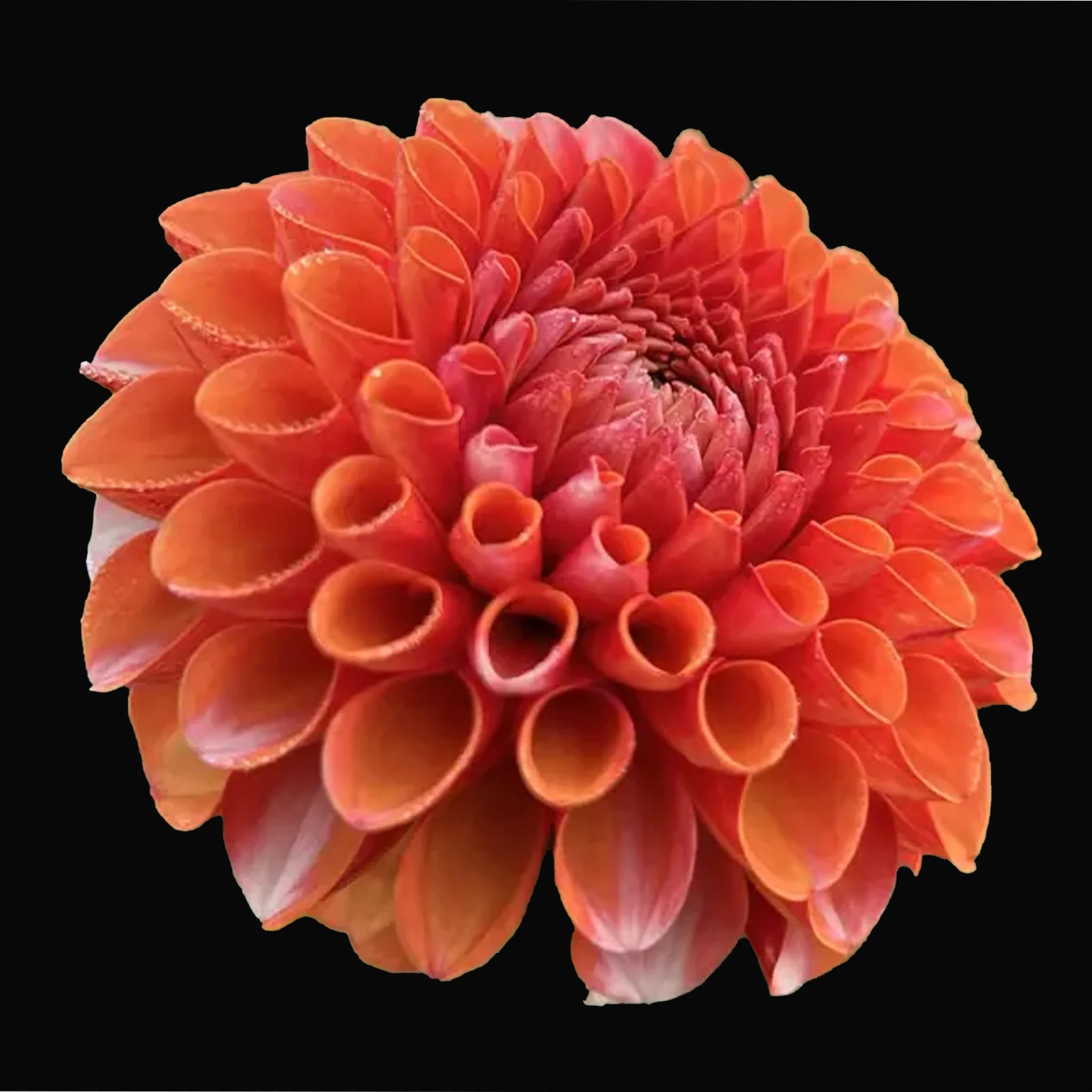 ValleyRustBucket .jpg