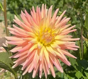 Hollyhill Peachy Keen.webp