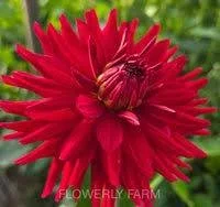 Connie Capt Colin.jfif