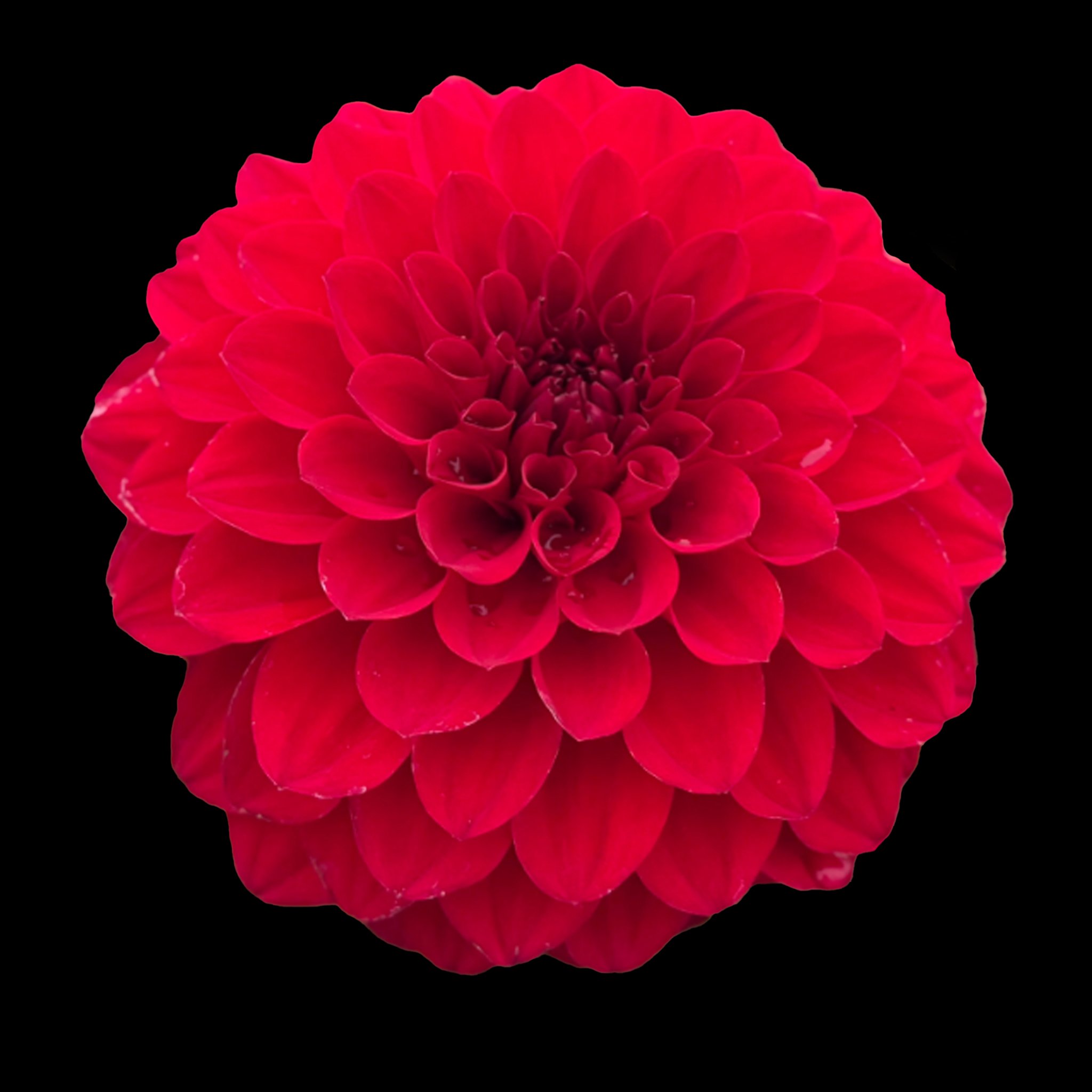 CDP-Kennedy Glow .jpg