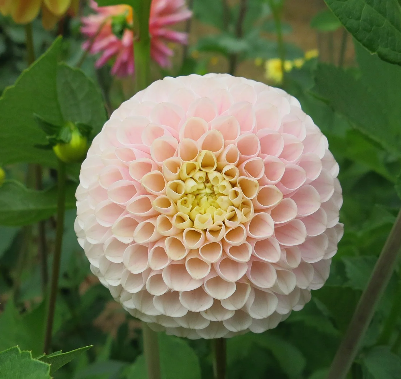 Hollyhill Pollanna .jpg