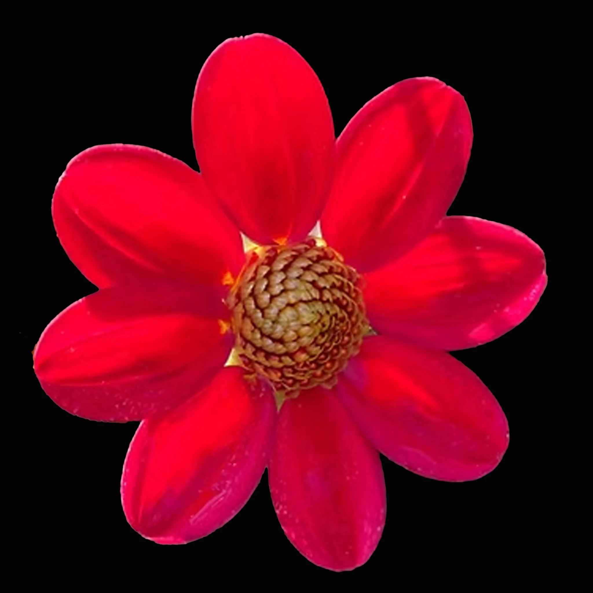 Bloomquist Warrior .jpg