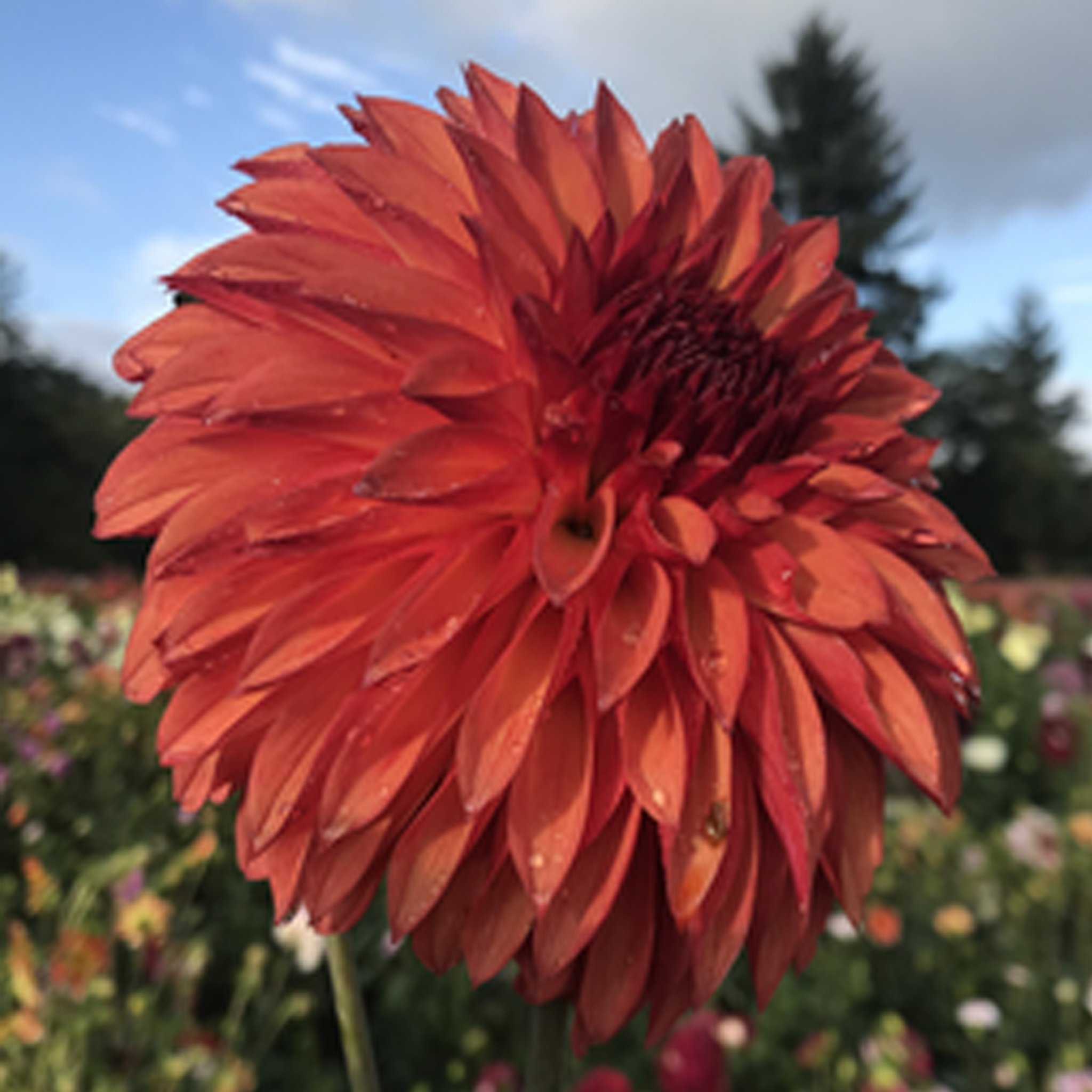 Verrones-SandraJ (002).jpg