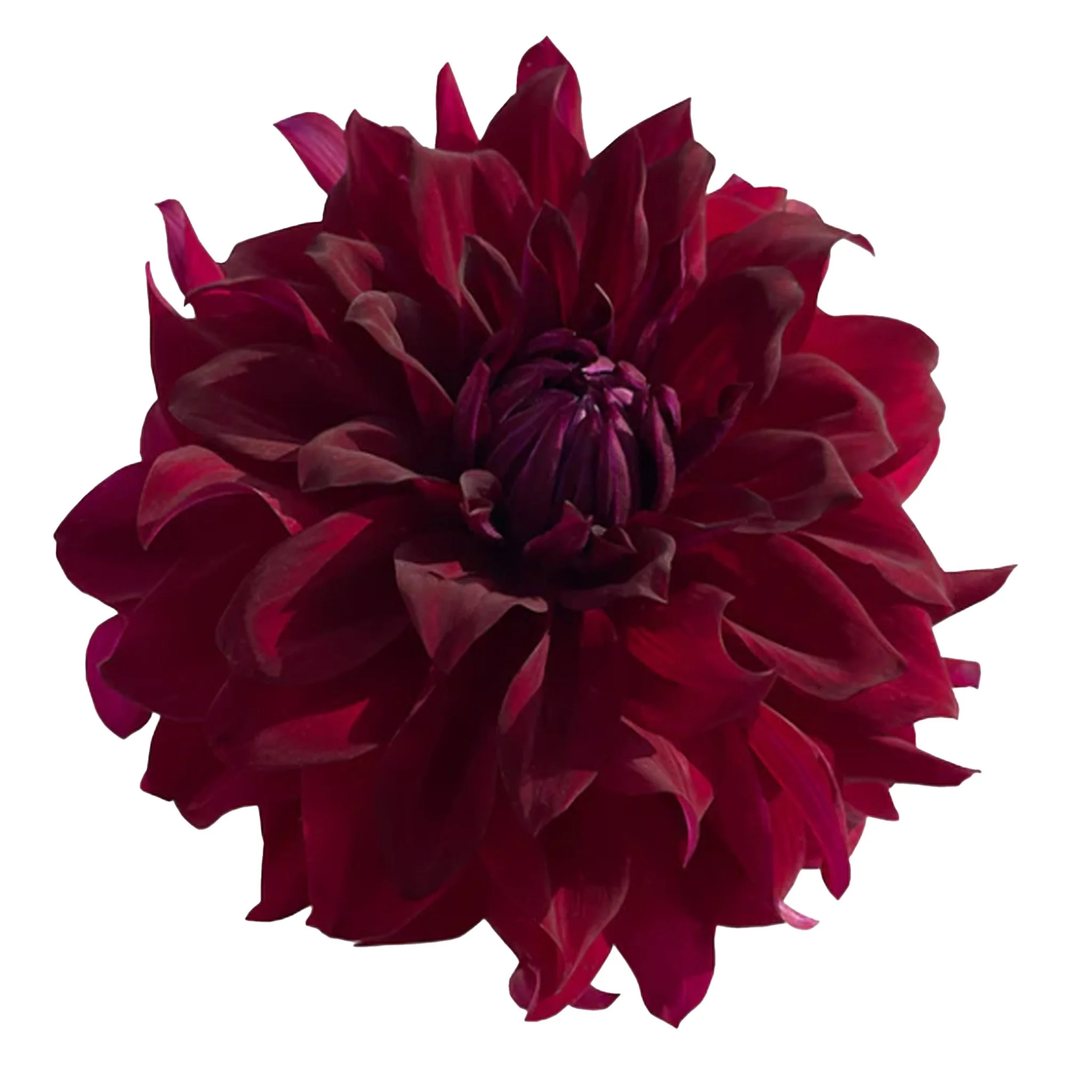 CDP-Fence Rider .jpg