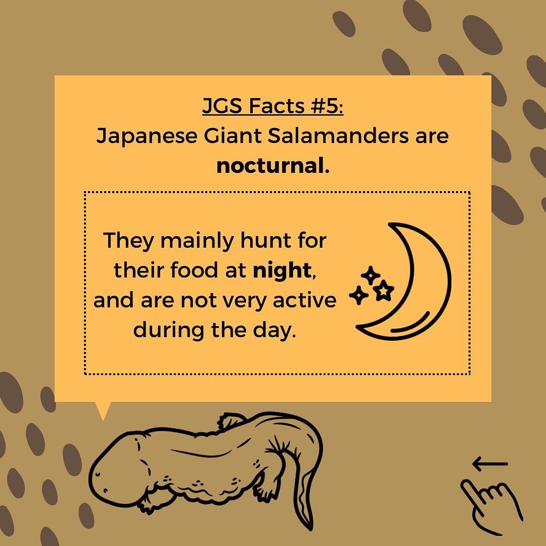 Heads up! Here&rsquo;sJGS Fact #5: Japanese giant salamanders are nocturnal 🌙⭐️

These salamanders spend most of the day resting and are not very active. But when night falls, it&rsquo;s time to eat! They mainly hunt for their food at night and this