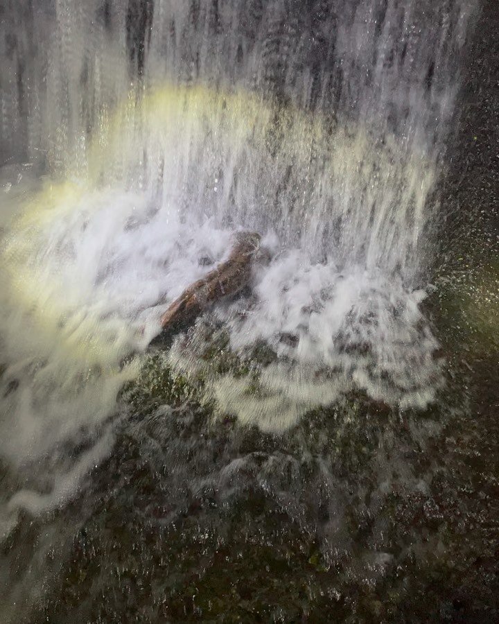 I took a team of Italian environmental journalists into the river last night to see the Japanese giants salamanders and the problems they are facing. Seeing these beautiful animals struggle in vain against the concrete walls and the heavy flow they c